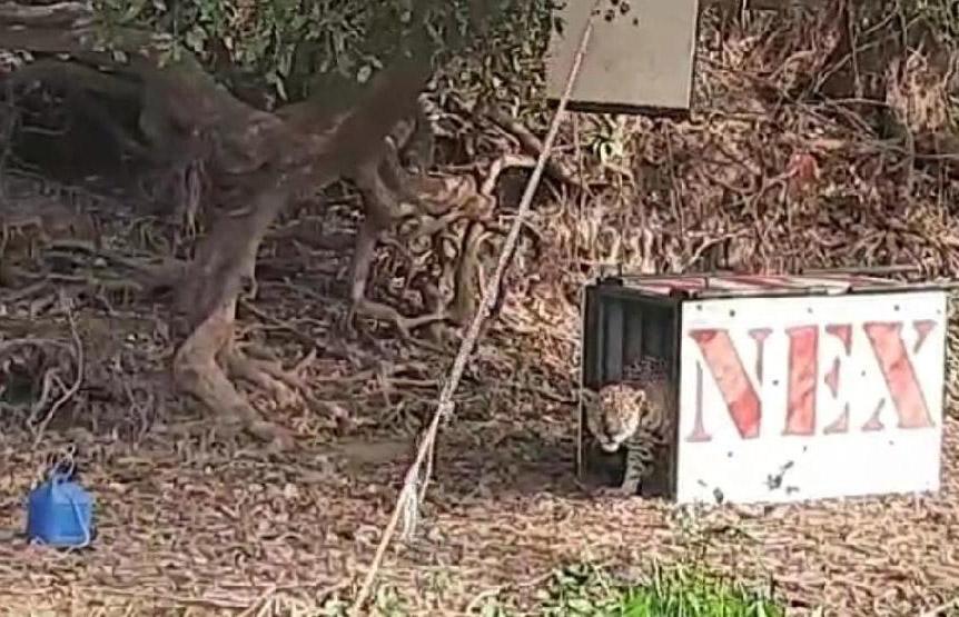 Onça resgatada durante queimadas se recupera e é devolvida para a natureza