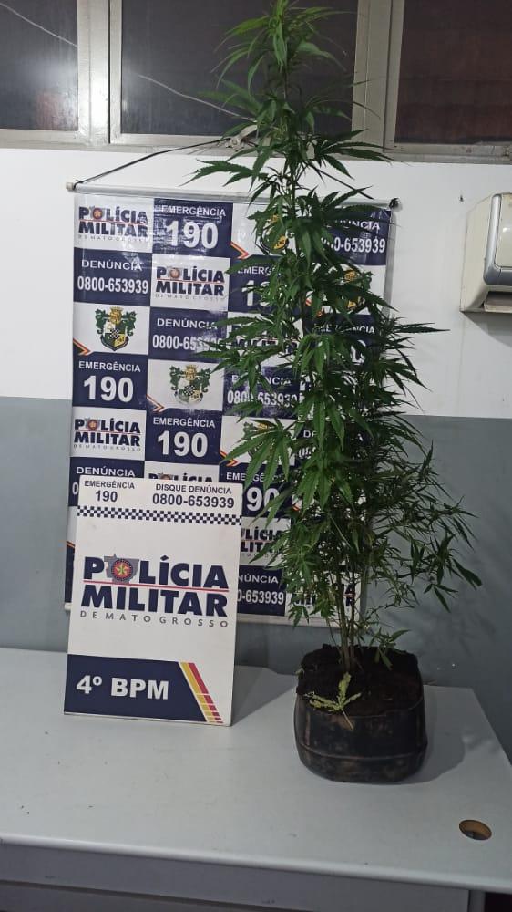 PM prende jovem que fazia cultivo e plantio de maconha em bairro de Várzea Grande