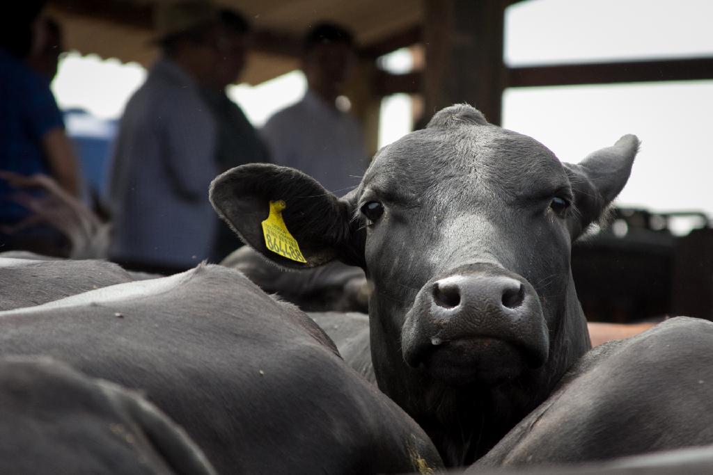 Campanha de vacinação contra a febre aftosa começa no sábado (01) em Mato Grosso