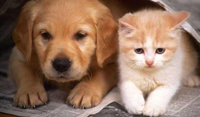 PL de Ulysses Moraes que proíbe cirurgias estéticas em animais é aprovado em primeira votação
