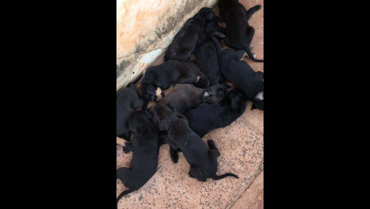 Apaan denuncia abandono de ninhada de cães em Sapezal