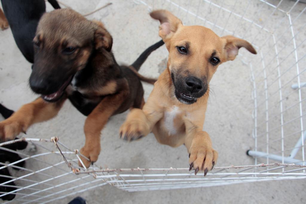 Lei que autoriza Executivo a realizar campanhas de incentivo a adoção de animais é sancionada em Sapezal
