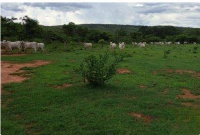 Fazendeiro é preso por desmatar área sem autorização da Sema em MT