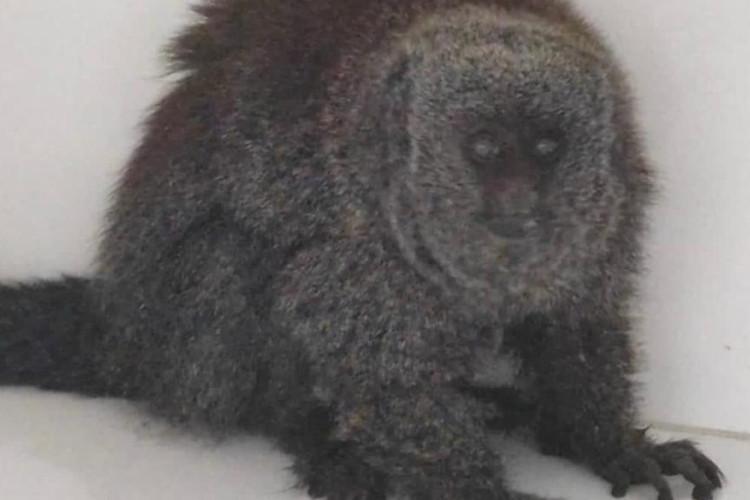 Zogue-zogue resgatado em área urbana de Sapezal é encaminhado para cuidados e avaliação pela Sema-MT