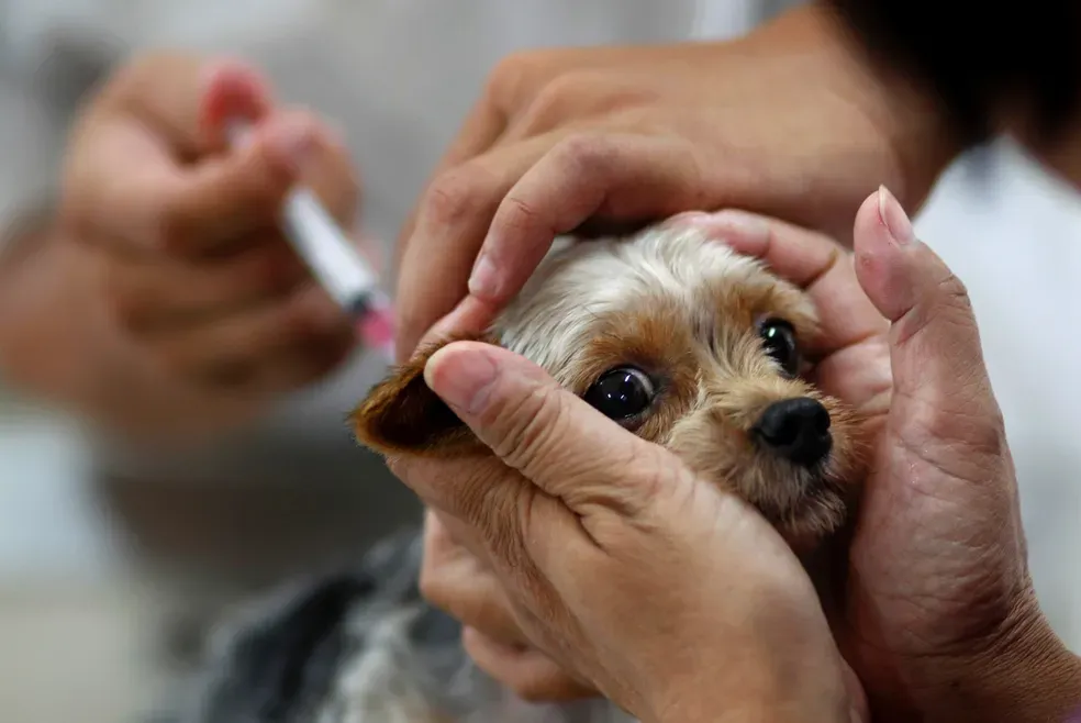 Secretaria de Saúde de Sapezal inicia vacinação antirrábica para cães e gatos no próximo sábado