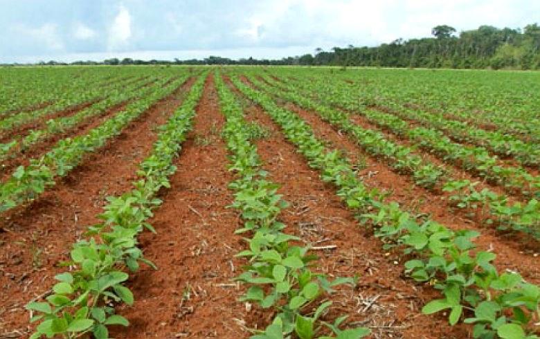 Câmara de Sapezal aprova pedido de medidas contra Moratória da Soja