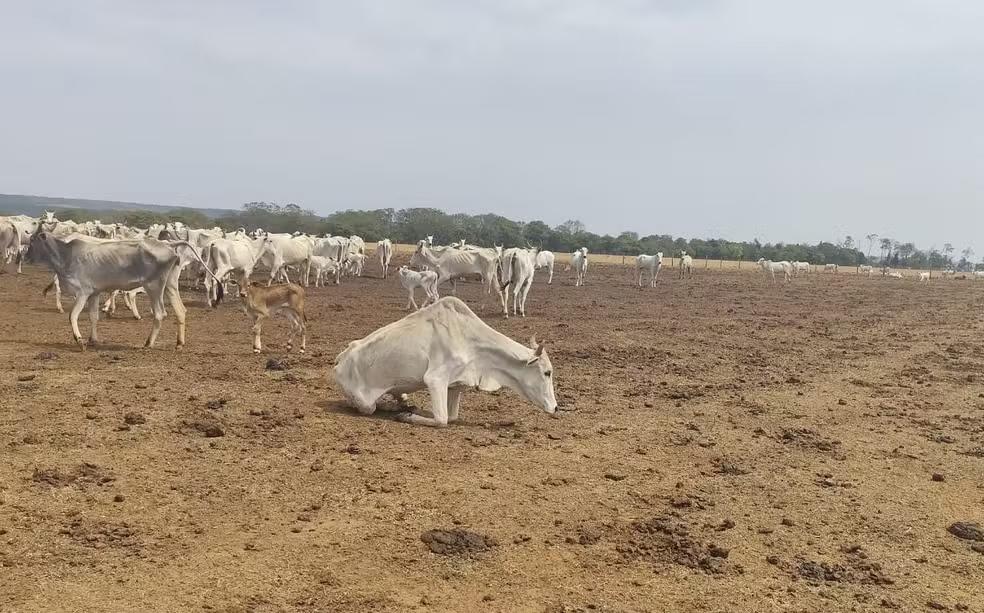Proprietário rural de Sapezal é multado em R$ 3 milhões por maus-tratos a gado
