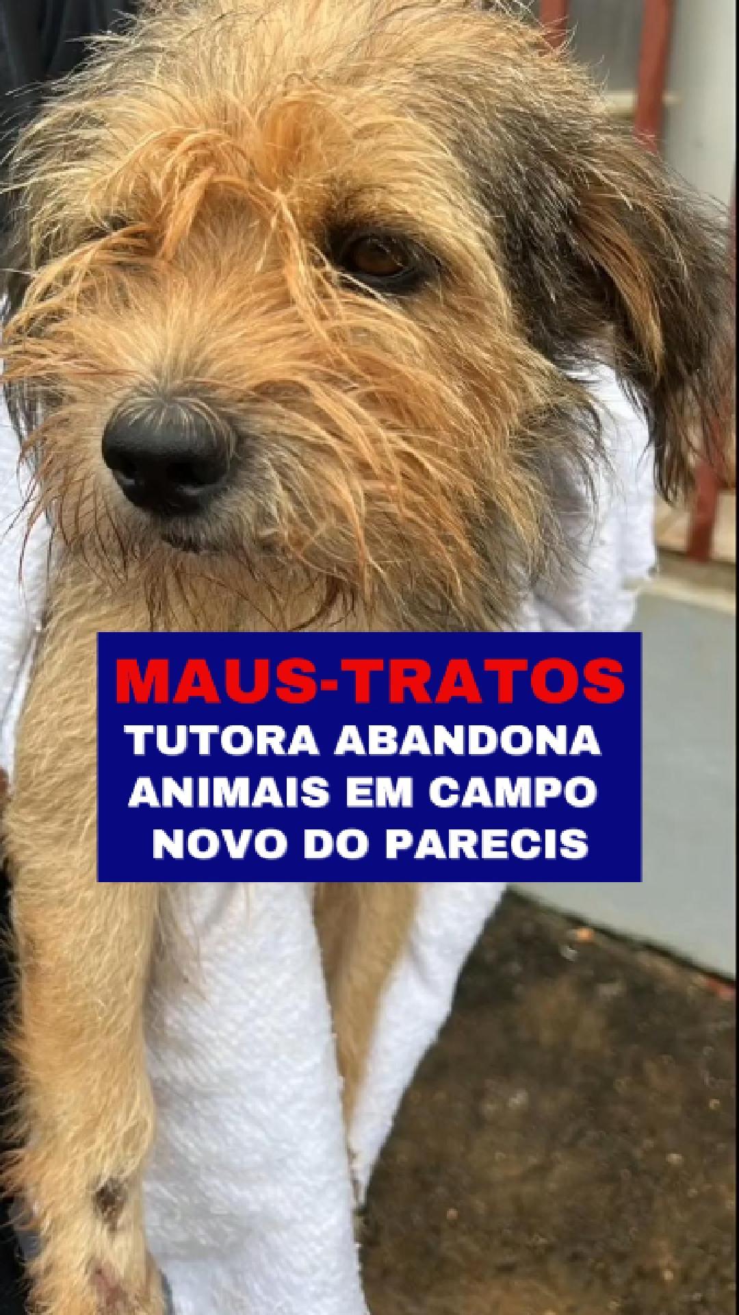 Polícia Civil resgata animais em situação de maus-tratos e prende responsável em Campo Novo do Parecis