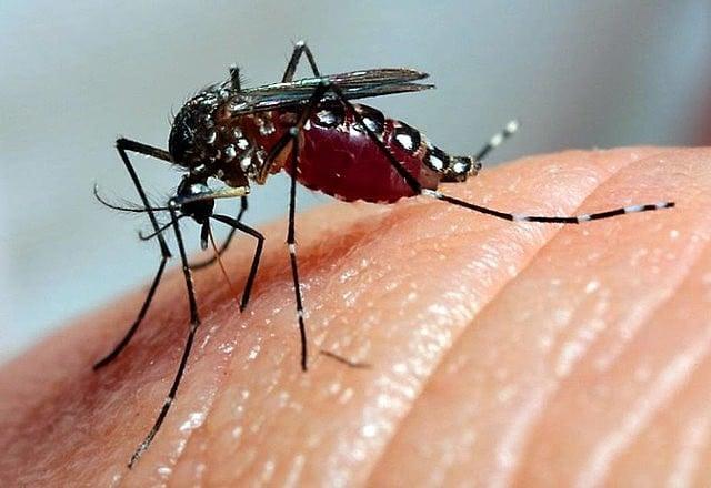 Sapezal registra 29 casos de dengue, mas subnotificação prejudica precisão dos dados