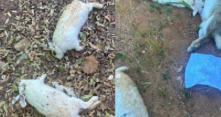 Bilhete com ameaça a vereador é deixado ao lado de 30 coelhos mortos na Apae de Peixoto de Azevedo