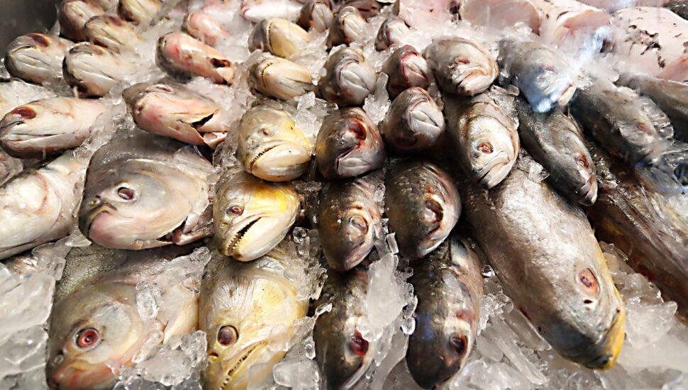 Câmara de Sapezal aprova projeto que autoriza programa de distribuição de pescado na Semana Santa