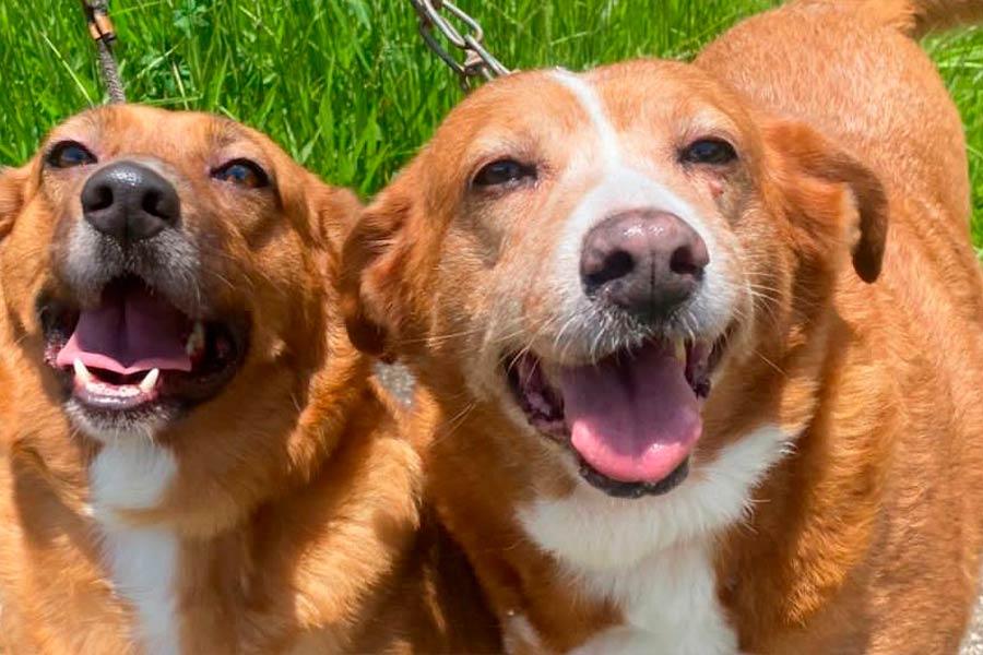 Projeto enviado à Câmara cria fundo para castração, resgate e cuidados com animais em Sapezal