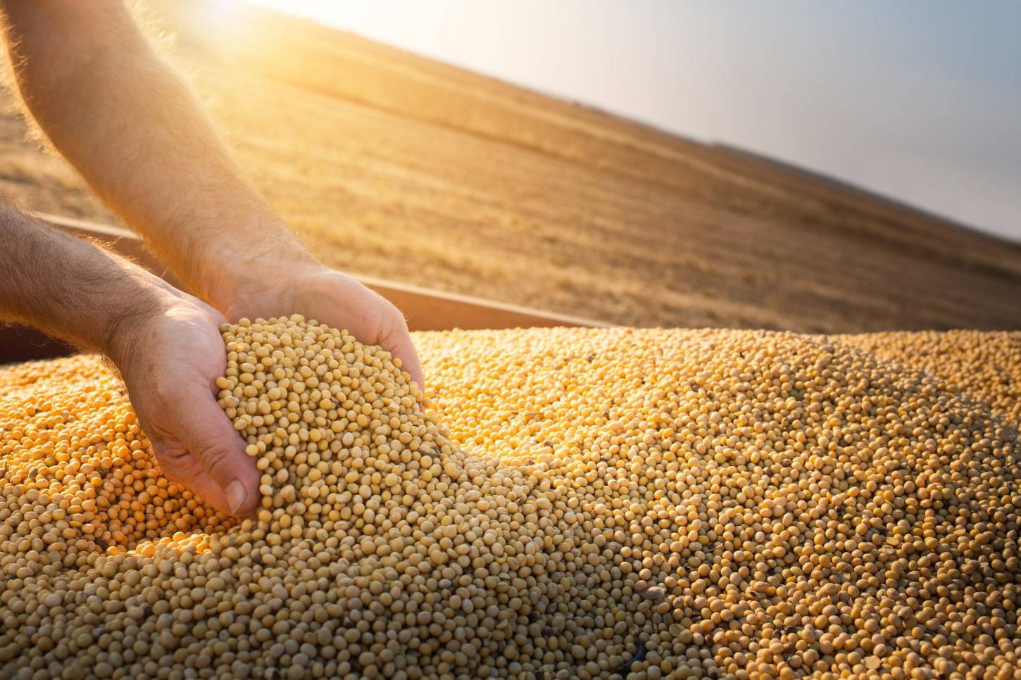 Mato Grosso registra recorde de 51,6 milhões de toneladas de soja