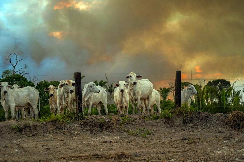 Uso irregular do fogo pode gerar multa de R$ 3 mil por hectare em Mato Grosso