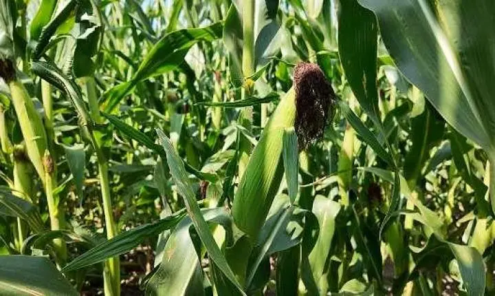 Falta de armazéns preocupa produtores de Sapezal na reta final da colheita do milho