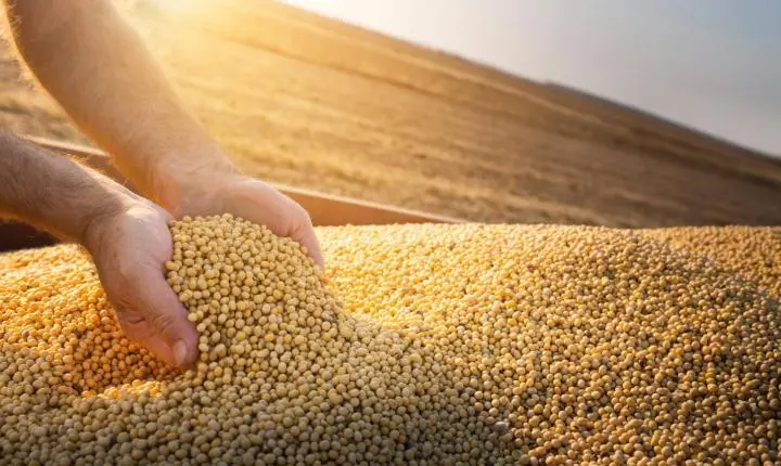 Mato Grosso registra recorde de 51,6 milhões de toneladas de soja