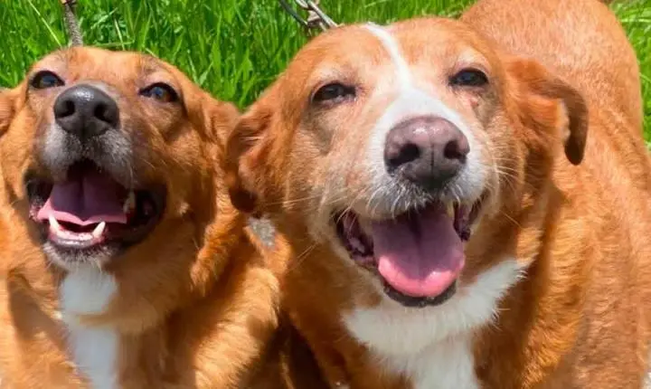 Projeto enviado à Câmara cria fundo para castração, resgate e cuidados com animais em Sapezal