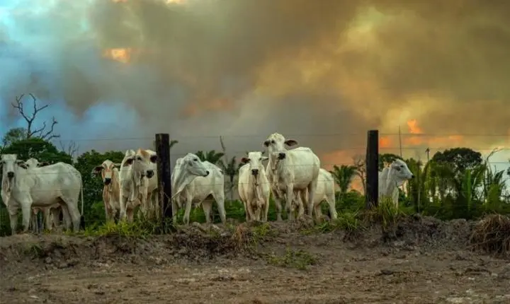 Uso irregular do fogo pode gerar multa de R$ 3 mil por hectare em Mato Grosso